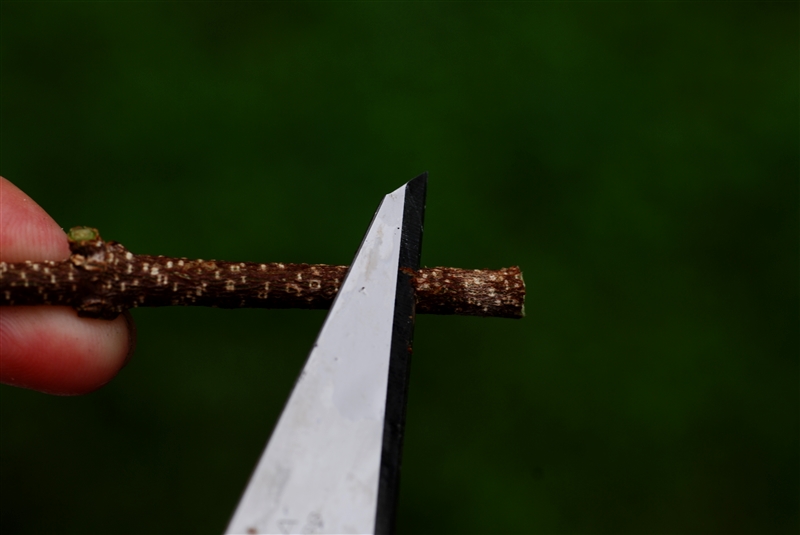 ① よく切れるナイフを挿し穂に当て、基部を斜めにスパッと切る。