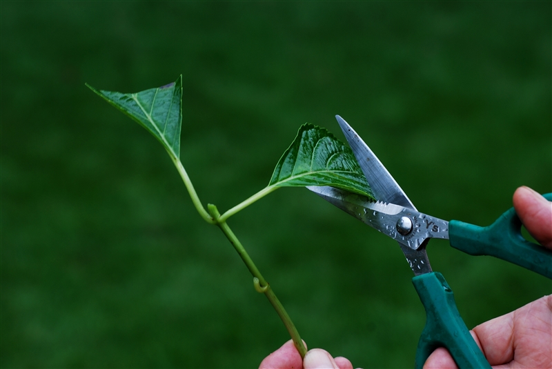 葉からの蒸散作用を抑えるため、葉を1/2～1/3くらい切る。