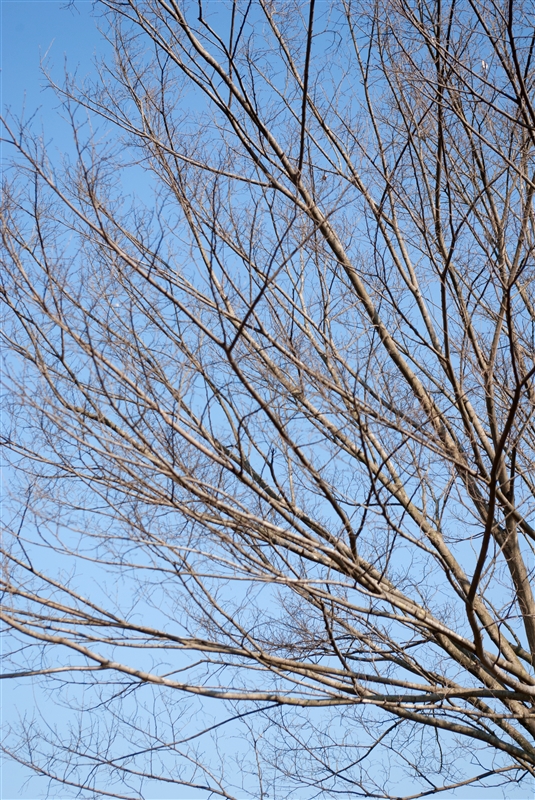 落葉期は枝振りなど樹姿がよく見え、不要な枝もわかりやすい。よく観察してみましょう。