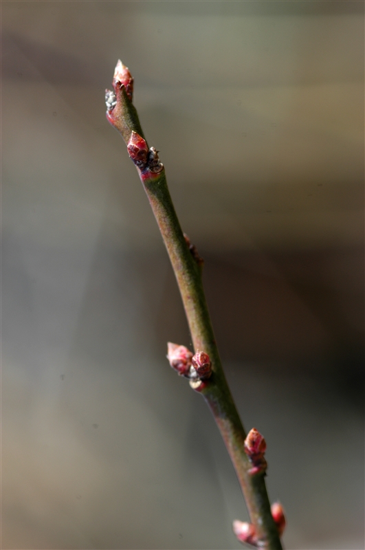 ウメの冬芽