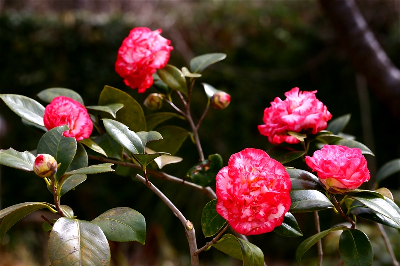 花芽を残す花木の剪定 住友化学園芸