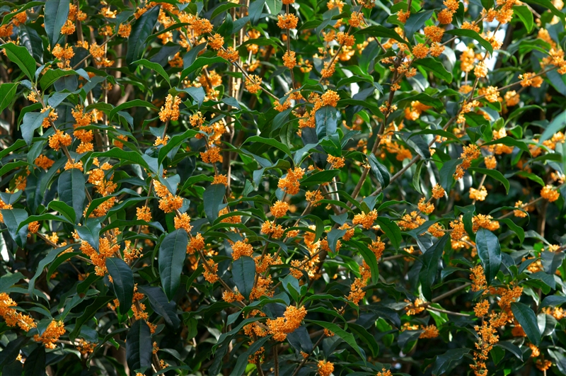 花芽を残す花木の剪定 住友化学園芸