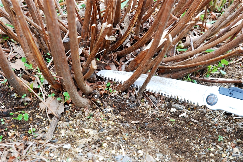 ハギ（庭植え）、花後の剪定