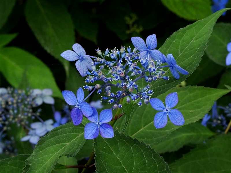 咲き終わった花