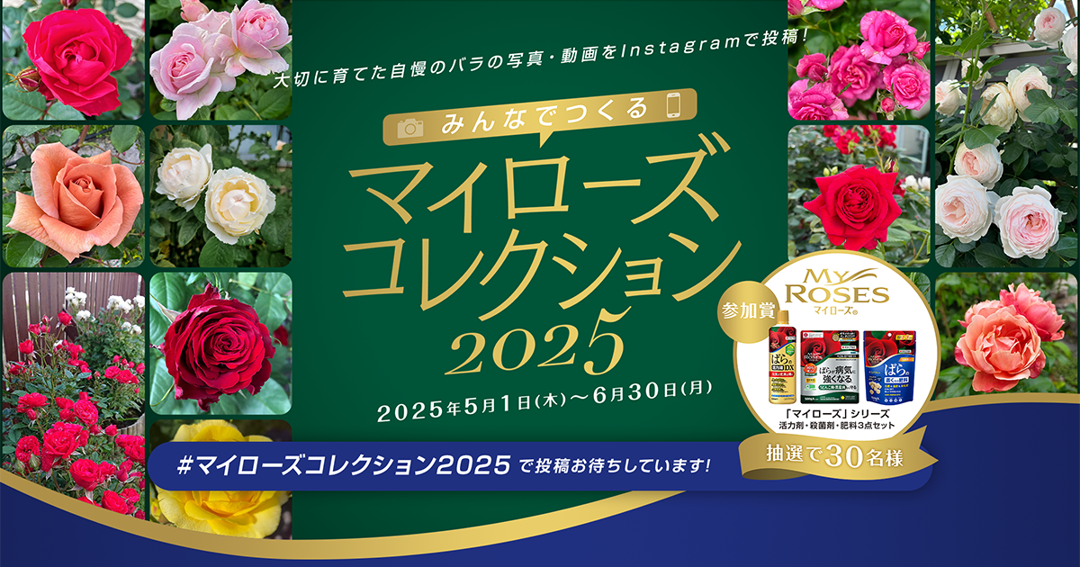 みんなでつくるマイローズコレクション2025 ｜KINCHO園芸