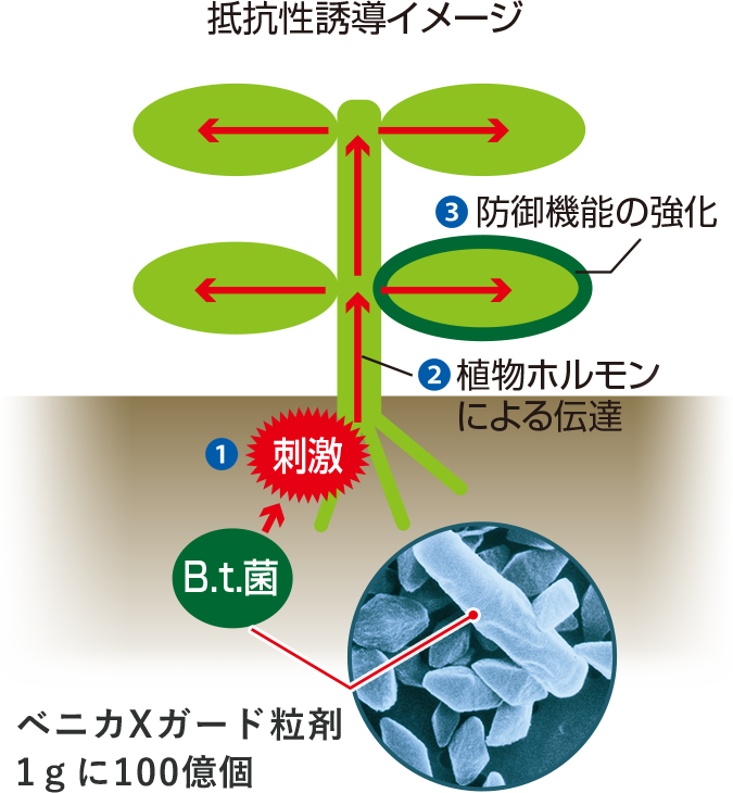 抵抗性誘導イメージ