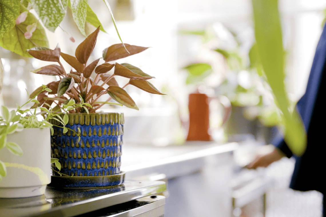 マイプランツ‐観葉植物専用の植物ケアシリーズ