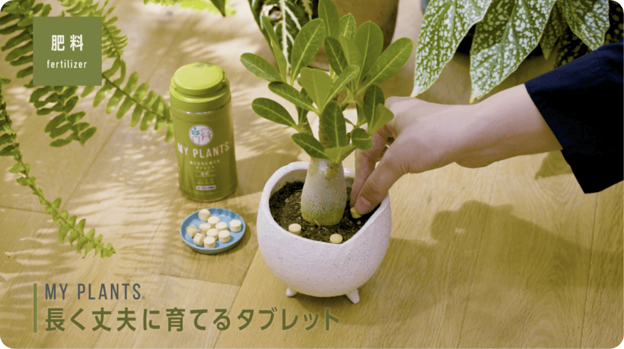 動画