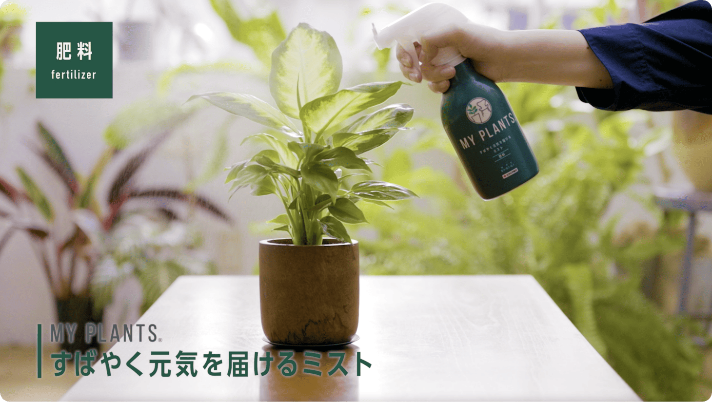 動画