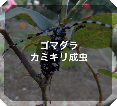 ゴマダラカミキリ成虫