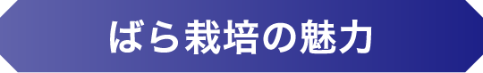 ばら栽培の魅力