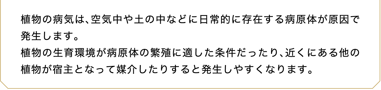 植物の病気は、空気中や土の中などに日常的に存在する病原体が原因で発生します。植物の生育環境が病原体の繁殖に適した条件だったり、近くにある他の植物が宿主となって媒介したりすると発生しやすくなります。