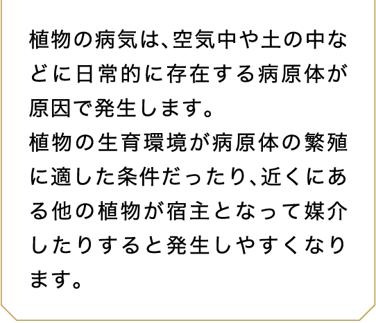 植物の病気は、空気中や土の中などに日常的に存在する病原体が原因で発生します。植物の生育環境が病原体の繁殖に適した条件だったり、近くにある他の植物が宿主となって媒介したりすると発生しやすくなります。