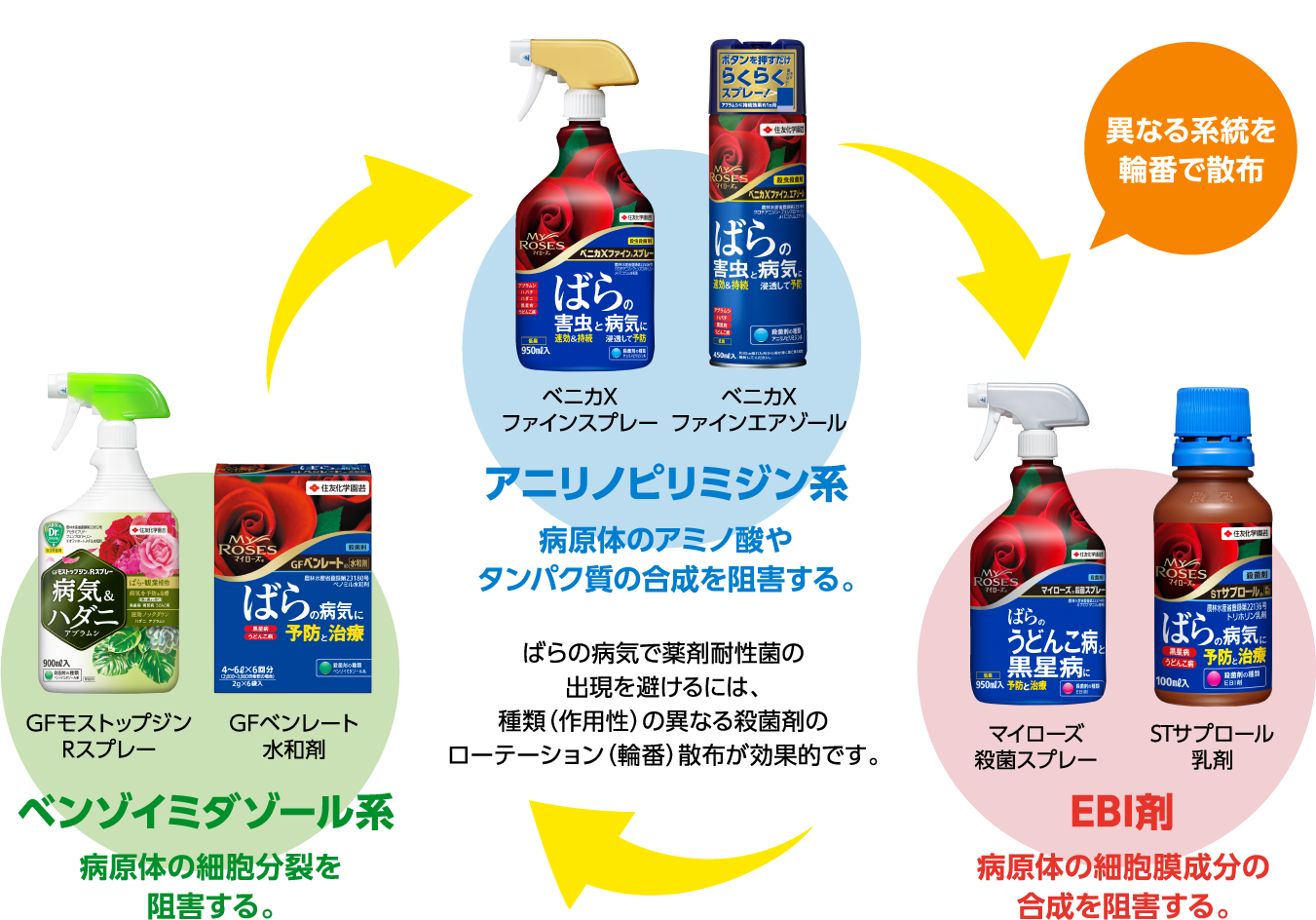 ばらの病気で薬剤耐性菌の出現を避けるには、種類(作用性)の異なる殺菌剤のローテーション(輪番)散布が効果的です。