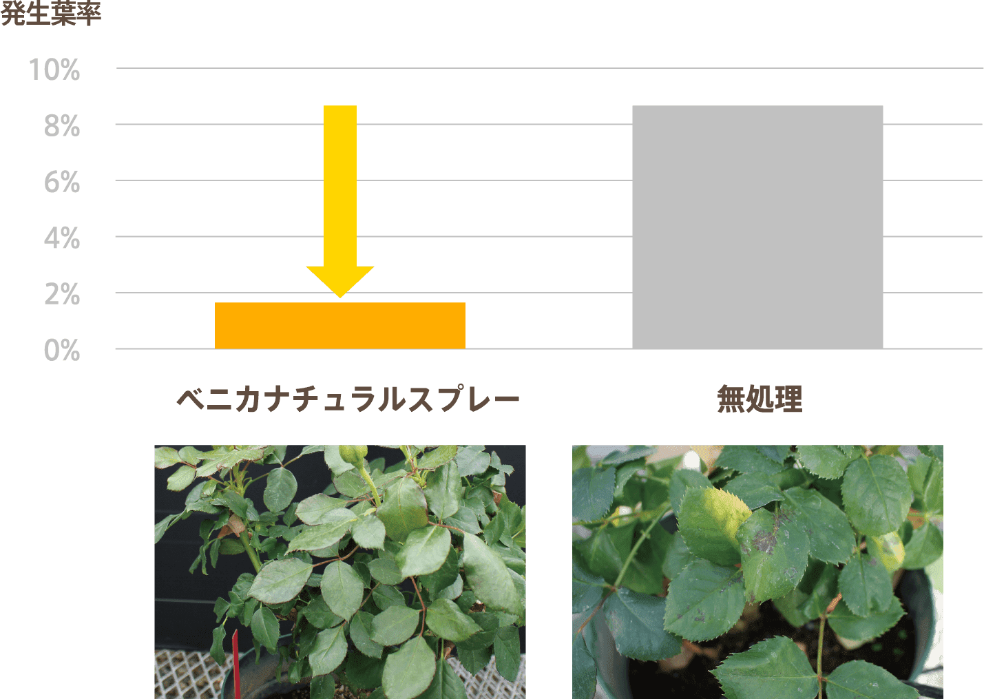 ばらの黒星病に対する効果のグラフと画像