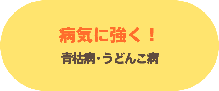 病気に強く！青枯病・うどんこ病