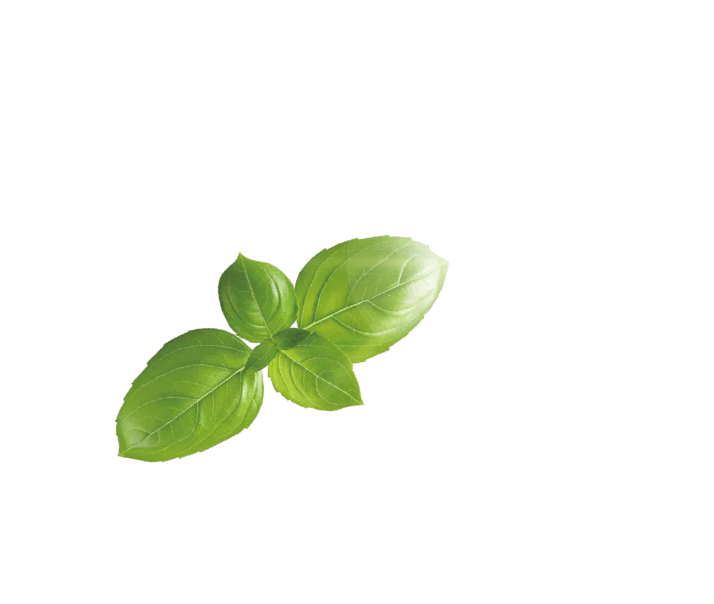 植物のイメージ画像