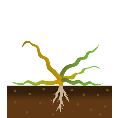 成分は根から茎葉にも移動