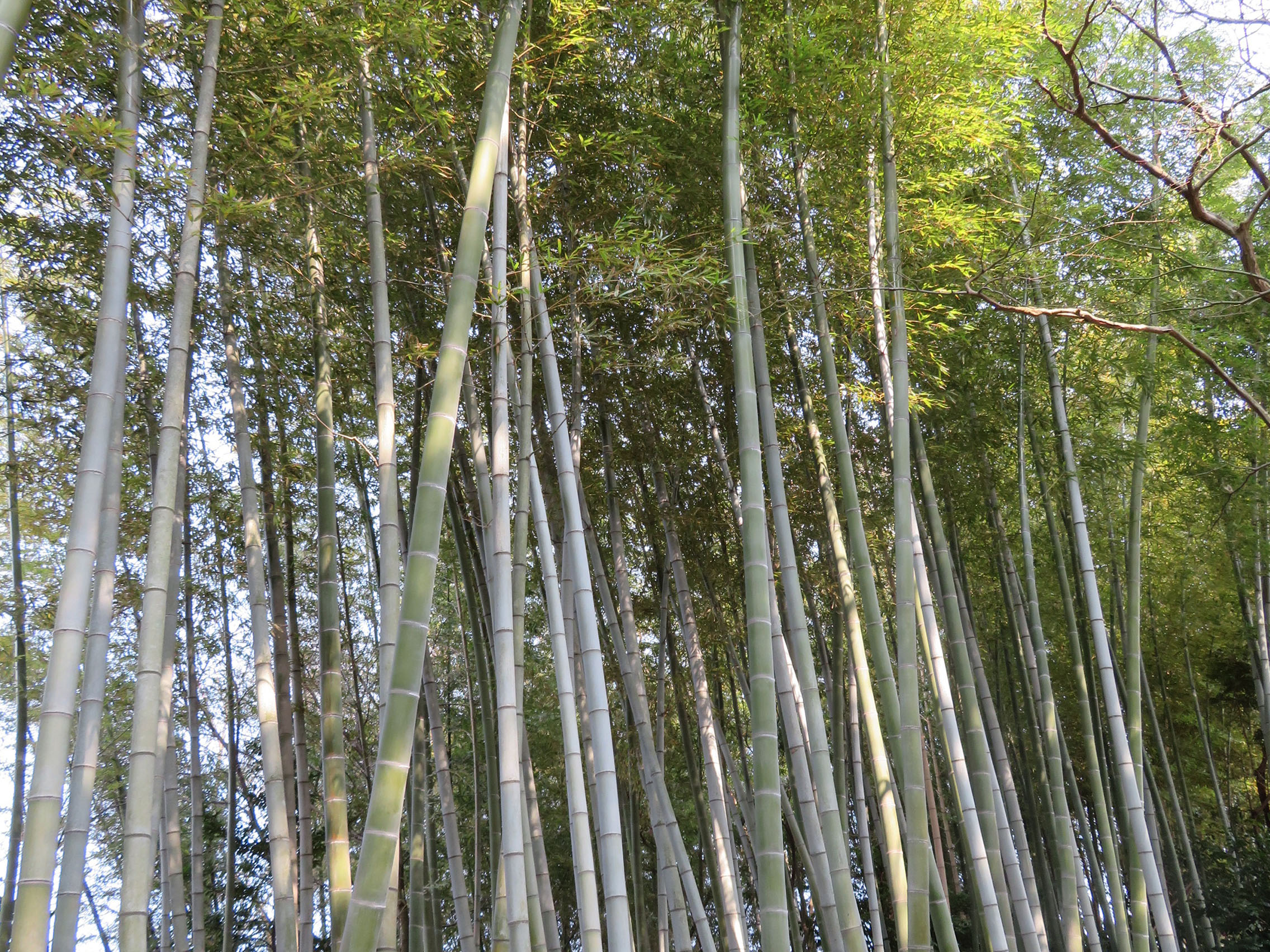 竹やぶと筍の画像